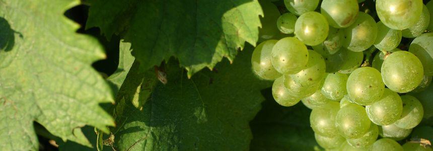 © Laurent_Reiz CRTNA