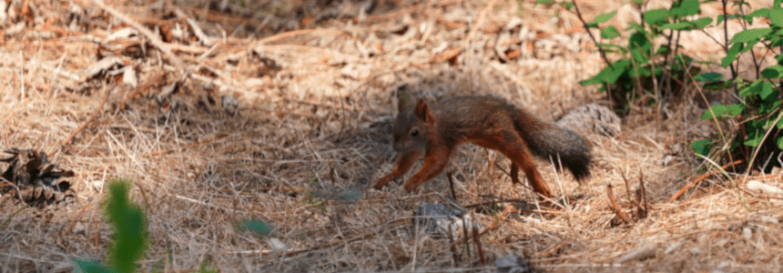 © Région Nouvelle-Aquitaine_Sébastien Blanquet-Riviere