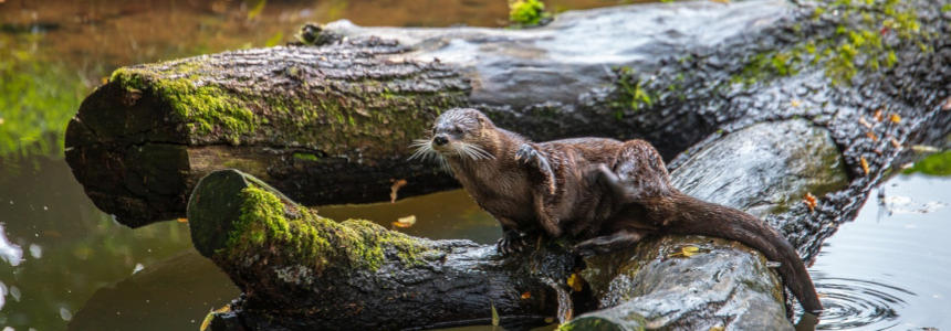 © Christian Deckmann Pixabay