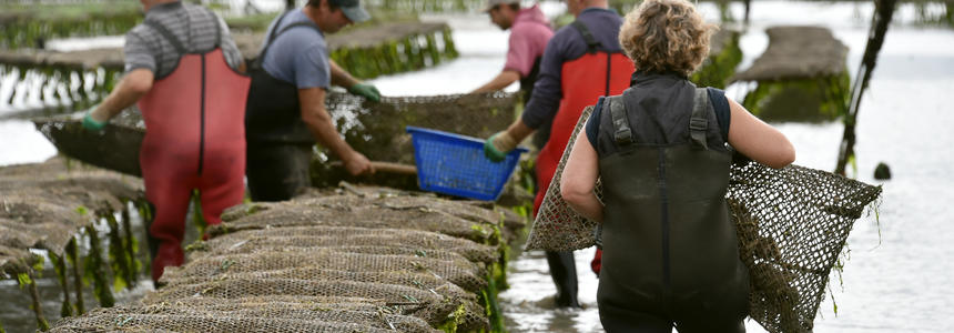 Elevage d'huîtres financé par les fonds européens