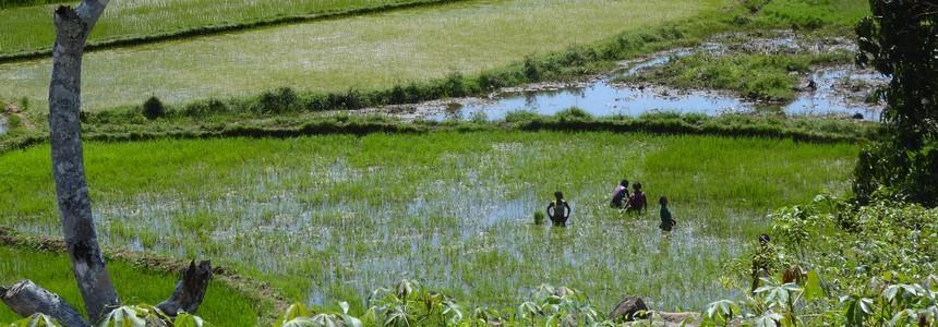 © AgrisudInternational