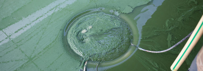 Elevage de spiruline