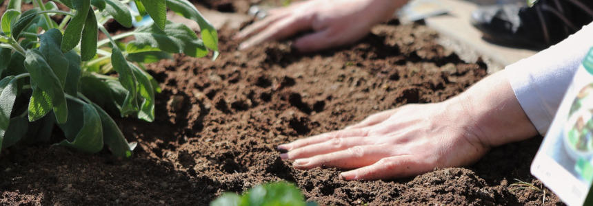 © Alex Fox de Pixabay