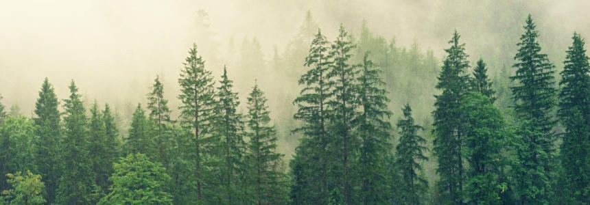 © jplenio de Pixabay