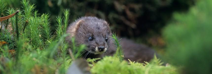 Vison d'Europe