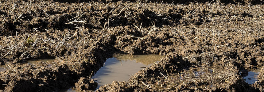 © Wolfgang Claussen de Pixabay