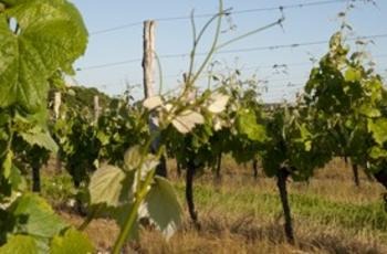 © Berthillier Guillaume