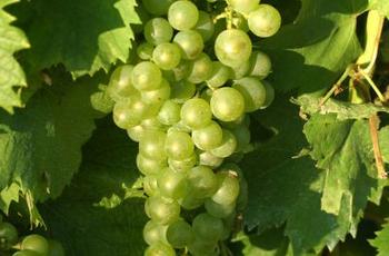 © Laurent_Reiz CRTNA