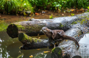 © Christian Deckmann Pixabay