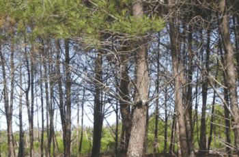 © CRTNA C Ducourret Gravereau