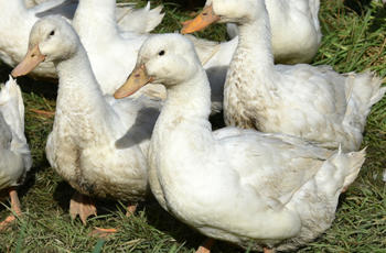 © Région Nouvelle-Aquitaine_Francoise Roch