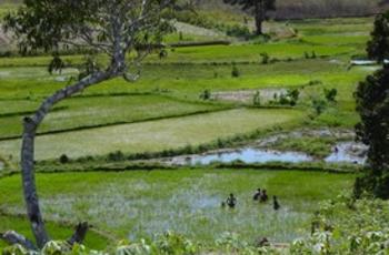 © AgrisudInternational