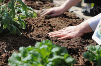 © Alex Fox de Pixabay