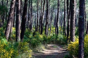 © Alain_Vacheron-OT_Biscarrosse-CRTNA