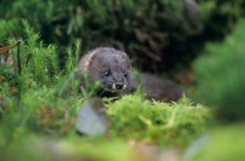 © Gilles Martin/LPO