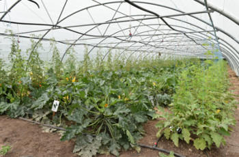 Atelier de maraichage